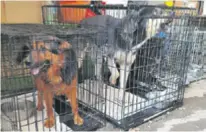  ??  ?? Psi su u skloništu u Belom Manastiru u katastrofa­lnim uvjetima