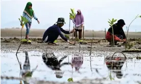  ?? Photograph: Chaideer Mahyuddin/AFP/Getty Images ?? Villagers join university students planting saplings as part of a mangrove replanting programme in Indonesia.