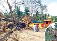  ?? ?? The fallen tree on March 19 and the upright Peepal tree after March 21 in at Veppanagan­eri village, Vellore