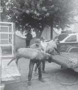  ?? /TOMÁS BAÑOS ?? Los animales fueron devueltos a su dueña