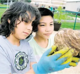  ?? David Hopper ?? Garden Club members Erick Pena and Dominic Nguyen examine a elephant ear bulb at the Greenwood Elementary School garden in Klein.