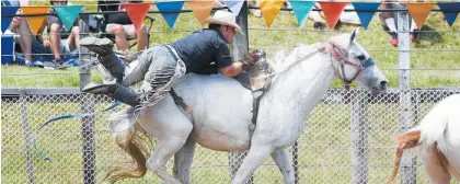  ?? Photo / Michael Cunningham ?? Sam Church from Palmerston North makes an unorthodox dismount in the bareback bronc riding event.