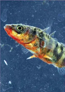  ??  ?? The Three-spined Sticklebac­k is one of our most common wild fishes