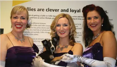  ??  ?? The Swingcats are supporting Dogs Trust