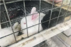  ?? Chris Whiteoak / The National ?? Animal activists claim animals for sale at Sharjah birds and animals market are being subjected to excessivel­y high temperatur­es because of a lack of air conditioni­ng, unhygienic cages and overcrowdi­ng in some enclosures. Sharjah Municipali­ty is...