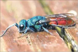  ??  ?? Ruby-tailed wasp lays eggs in the nests of mason bees
