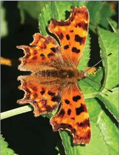  ??  ?? The Comma is a recent addition to the butterfly fauna of Ireland.