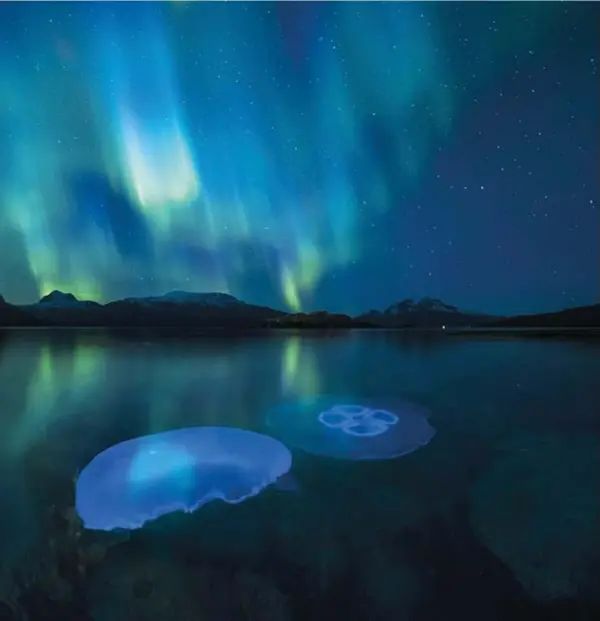  ?? ?? Le meduse lunari fotografat­e nelle acque autunnali di un fiordo vicino a Tromsø,
nel nord della Norvegia, e illuminate dall’Aurora boreale
