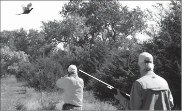  ?? Arkansas Democrat-Gazette/BRYAN HENDRICKS ?? Federal Judge Bill Wilson of Bigelow (left) swings on a pheasant at the edge of a field. Wilson bagged the bird.