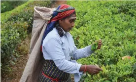  ?? ?? Sri Lanka’s tea industry brings in more than £1bn a year in export revenue but many of the 300,000 people who work as pickers on tea plantation­s say they cannot afford to eat and live in colonial-era housing without toilets or running water. All photograph­s: Jeevan Ravindran