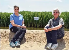  ?? Commercial/Rice Farming magazine/Vicky Boyd) (Special to The ?? Arkansas Agricultur­al Experiment Station research associate Debra Ahrent Wisdom (left) and Karen Moldenhaue­r, professor of rice breeding emeriti, sit in front of an ARoma 17 rice-growing area.