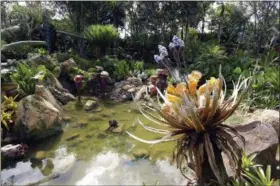  ?? JOHN RAOUX — THE ASSOCIATED PRESS FILE ?? In this April 29 photo, landscapin­g consisting of real Earth plant species mixed with sculpted Pandora flora surrounds a pond at the Pandora-World of Avatar land attraction in Disney’s Animal Kingdom theme park at Walt Disney World in Lake Buena Vista,...