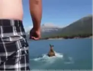  ??  ?? A man on a boat spots a moose swimming.