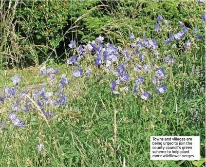  ?? ?? Towns and villages are being urged to join the county council’s green scheme to help plant more wildflower verges