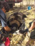  ?? CP HANDOUT PHOTO COURTESY THE GOVERNMENT OF ALBERTA ?? Government of Alberta staff measure a tranquiliz­ed grizzly bear’s teeth as they assess his health in this recent handout photo. A grizzly bear that had residents in a southwest Calgary neighbourh­ood looking nervously over their shoulders for the past...