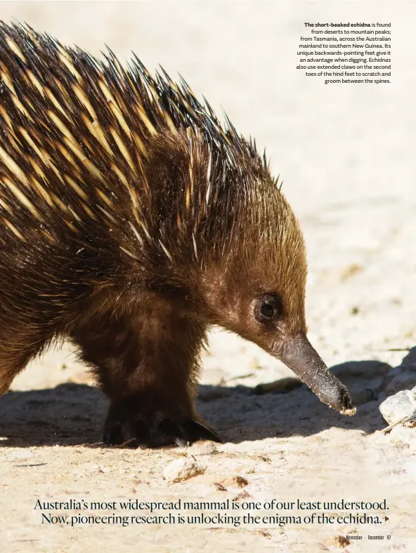 ??  ?? The short-beaked echidna is found from deserts to mountain peaks; from Tasmania, across the Australian mainland to southern New Guinea. Its unique backwards-pointing feet give it an advantage when digging. Echidnas also use extended claws on the second toes of the hind feet to scratch and groom between the spines.