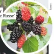  ??  ?? Mulberry ‘Charlotte Russe’