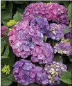  ?? PHOTO BY DOREEN WYNJA FOR MONROVIA ?? The new seaside serenade Newport hydrangea will be in Marin nurseries this spring.