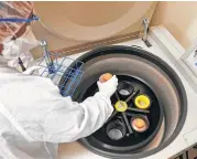  ??  ?? Herley Beyene places containers of immune cells in a centrifuge. Researcher­s are reprogramm­ing patients’ immune cells to create “living drugs” to battle cancer.