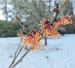  ??  ?? Hamamelis x intermedia Jelena is tough and reliable for Scottish gardens.