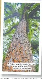  ?? Picture: JOHN KAMEA ?? A Fijian kauri stands on the way to the spa.