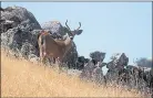  ??  ?? A deer roams on the nearly 800-acre expanse of Wool Ranch in the San Jose foothills.