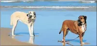  ??  ?? TAKING A STROLL: Wren and Kali enjoying a walk at Sardinia Bay. The beach is within easy driving distance of Loerie Lodge