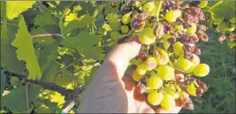  ?? Bob Morris ?? Delaying the final pruning of grapes helps reduce disease problems from developing on the grape bunches later.