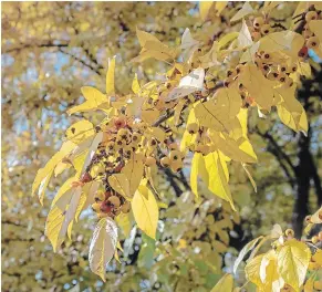  ??  ?? Showy crabapple (Malus floribunda) with golden yellow leaves and matching clusters of fruit brighten the autumn garden. This lovely Japanese native features a broad, rounded canopy, with red, fragrant buds in the spring followed by pale pink blossoms that fade to white. Suitable for a smaller property, it reaches 4.5 metres tall and prefers a sunny site and well-drained soil. Position it so you can enjoy its transition­s from your window.