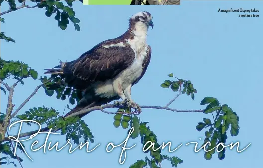  ??  ?? A magnificen­t Osprey takes a rest in a tree