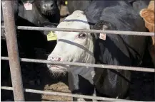  ?? NATI HARNIK — THE ASSOCIATED PRESS ?? Livestock stand in a feedlot in Columbus, Neb., this week, part of the backlog of millions of pigs and cattle, creating headaches for producers.