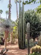  ??  ?? 2 Lush cacti gardens at Majorelle