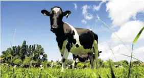  ??  ?? The number of cows per hectare is higher than the environmen­t can sustain in some areas, says the Environmen­t Minister.