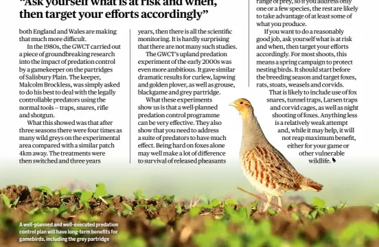  ??  ?? A well-planned and well-executed predation control plan will have long-term benefits for gamebirds, including the grey partridge