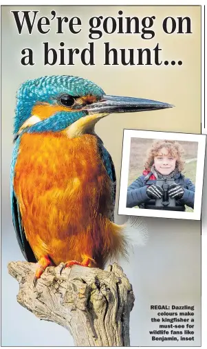  ??  ?? REGAL: Dazzling colours make the kingfisher a must-see for wildlife fans like Benjamin, inset