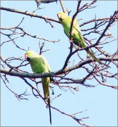  ??  ?? Parakeets in a London Park