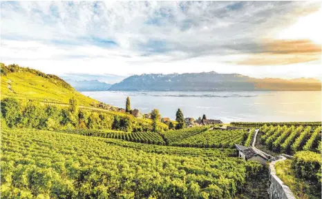  ?? FOTO: MAUDE RION ?? Ein Postkarten­motiv par excellence: der Blick über Weinreben auf den Genfersee.