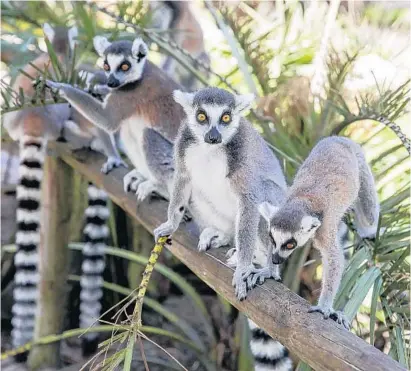  ?? PATRICK CONNOLLY/ORLANDO SENTINEL PHOTOS ?? Ring-tailed lemurs are among the creatures people can visit with at Safari Wilderness in Lakeland.