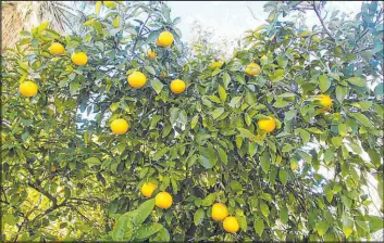  ?? Bob Morris ?? Citrus trees don’t need much pruning. After three to five years, forcing it to grow into a tree form may be all that it needs. After that, remove interferin­g branches but keep any shade on the trunk so that the desert sun doesn’t damage it.