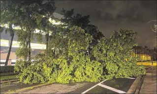  ?? LANNIS WATERS / THE PALM BEACH POST 2016 ?? A downed tree blocks Clearwater Drive in downtown West Palm Beach early in the morning of Oct. 7, after Hurricane Matthew passed by the area as it traveled north offshore.