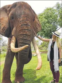  ?? SUBMITTED PHOTO ?? Writer Jenninfer Schell meets Danny, the head male pachyderm, at The Elephant Cafe in Zambia.