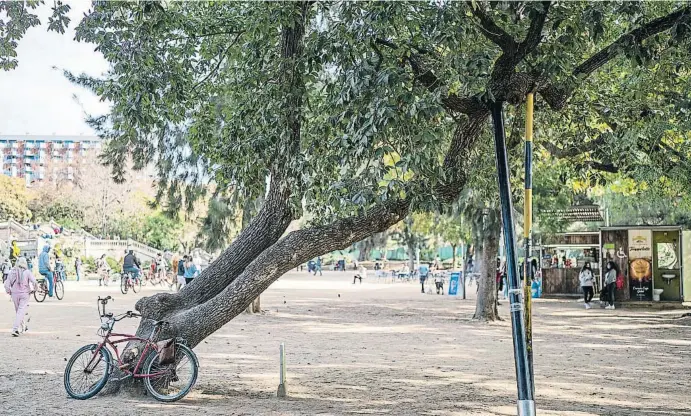  ?? JOAN MATEU PA  A     OOT N ?? El parc de la Ciutadella acull l’únic exemplar de roure blanc mexicà de la ciutat, que data de l’any 1887