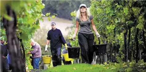  ?? BILDER:VISIT KENT ?? Weinlese in Chapel Down: Der Weinbaubet­rieb stellt Weiß-, Rot-, Schaum- und Süßweine her. – Kleines Bild: Auf dem Weingut Squerrys gibt es zum guten Wein Familienge­schichten im großen Haus.