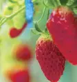  ??  ?? Berry good: Each strawberry we picked at the Kinokuni strawberry farm in Gobo is big, sweet and juicy.