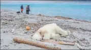  ?? AFP ?? The dead polar bear at Sjuøyane, north of Spitzberge­n, Norway.