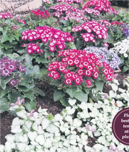  ??  ?? Cineraria bloom best when temperatur­es are low.