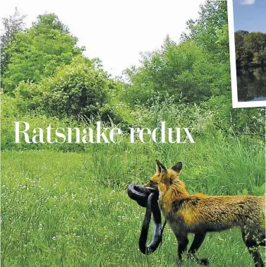  ?? BY PAM OWEN ?? A red fox is caught on camera carrying a large eastern ratsnake.