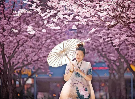  ?? ?? Blooming lovely: Cherry blossom trees on Oozells Square in Brindleypl­ace, Birmingham. Visitor Anna enjoys spending time under the trees