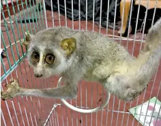  ??  ?? The rescued loris. Pic by Tharindi Pathirana