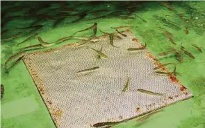  ?? ?? Da die Flussperlm­uschel einen Wirtsfisch braucht, werden diese im Spätsommer in einem Becken mit den Larven zusammenge­führt.
